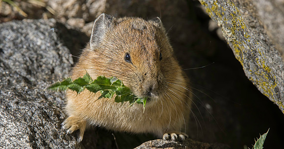 Pika-4035-2