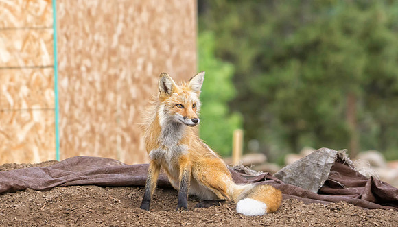 Red Fox-6394-1