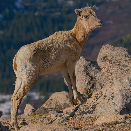 Mt Evans_198
