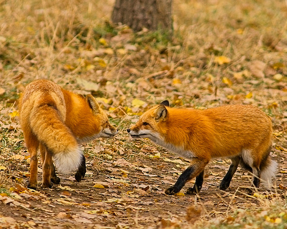 Red Fox-5552