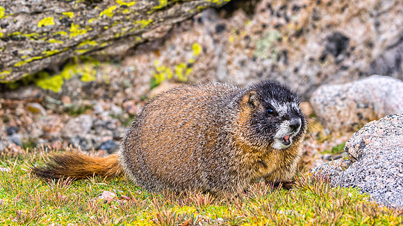 Baby Marmot-9192-
