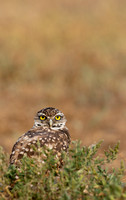 Burrowing Owl-0023