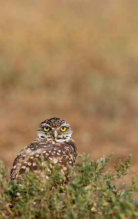 Burrowing Owl-0023