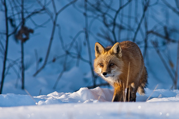 Red Fox-00165