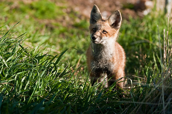 Fox Kit-4925