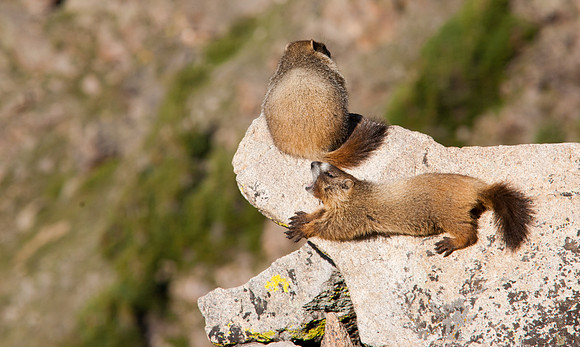 Baby Marmot-8516