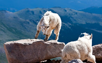 Mountain Goats