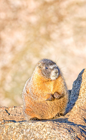 Baby Marmot-7616-