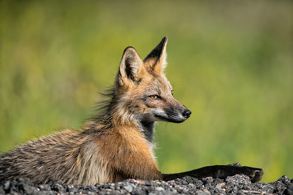 Cross Fox-02418