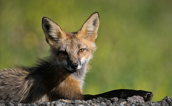 Cross Fox-02428