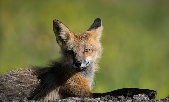 Cross Fox-02434
