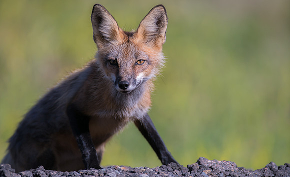 Cross Fox-02435