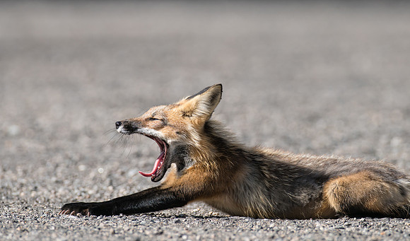 Cross Fox-02570