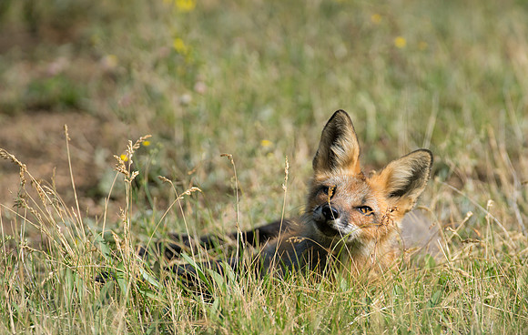Cross Fox-02625