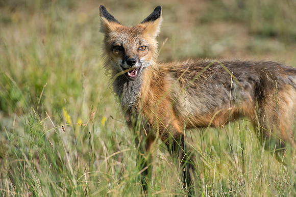 Cross Fox-02644