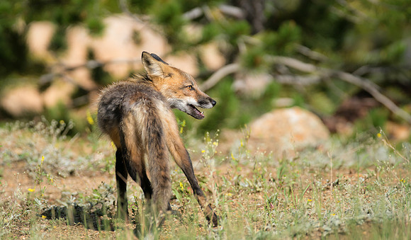 Cross Fox-02666