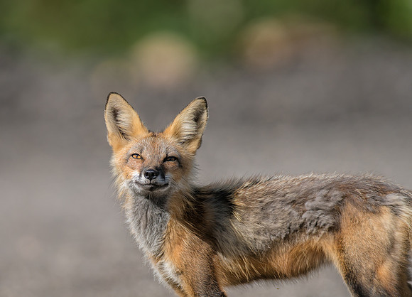 Fox-02436