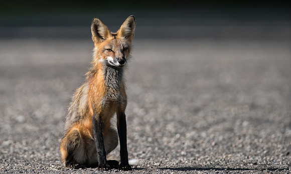 Fox-02574
