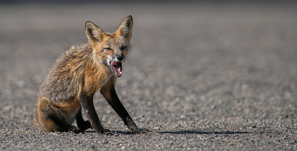 Fox-02580