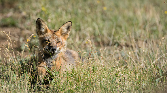 Fox-02619
