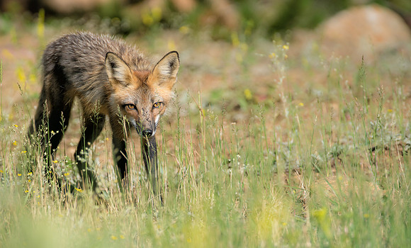 Fox-02678