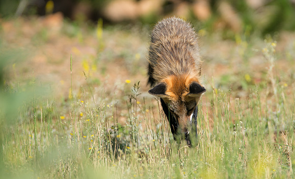 Fox Jumping-02683