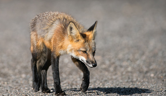 Fox-02376