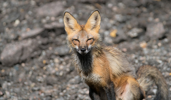 Fox Pooping-02402