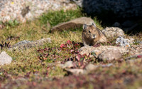 Pika-04312