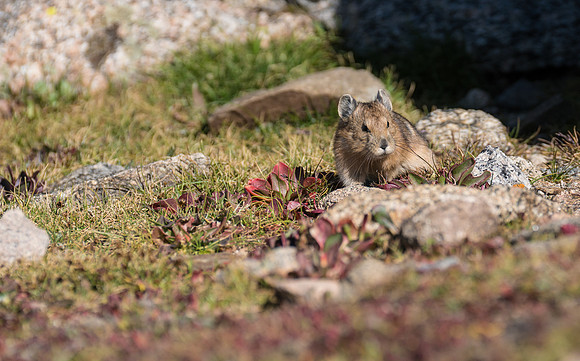 Pika-04312