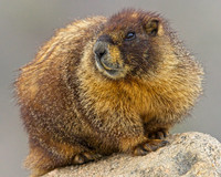 Mt Evans 8-21 (416)