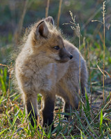 2021 Fox Den