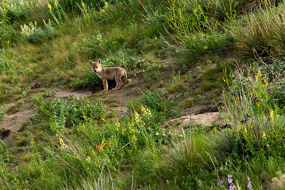 Coyote Pups-8815