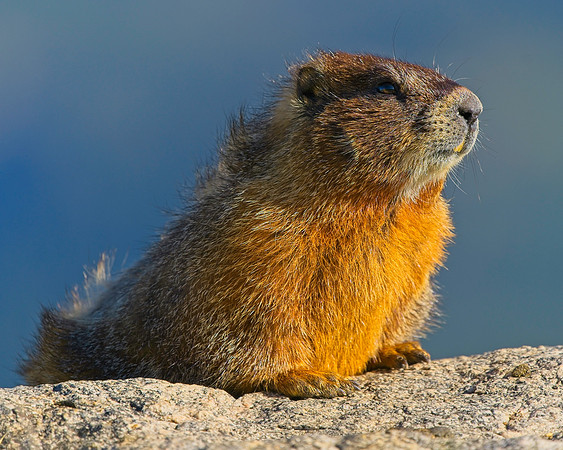 Mt Evans 7-30 (436)
