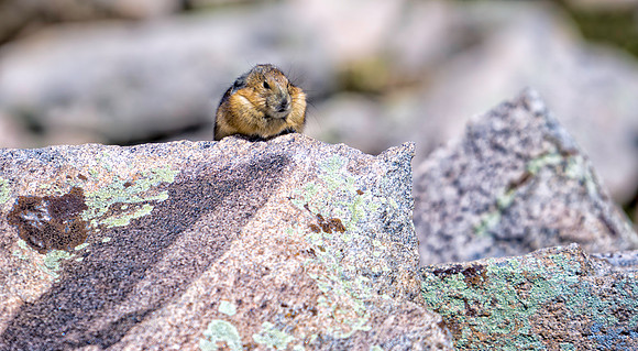 Pika-9114-1