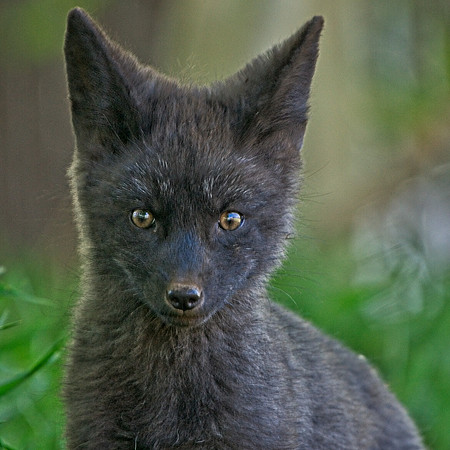 Fox Kits-0200
