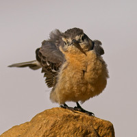Mt Evans1_50