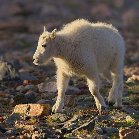 MT EVANS 9-3 (25)