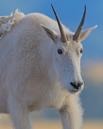 MT EVANS 9-3 (53)