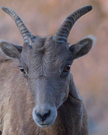 MT EVANS 9-3 (3)