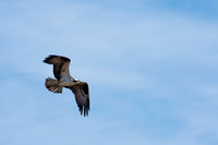 Avian