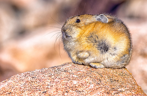 Pika-7595-