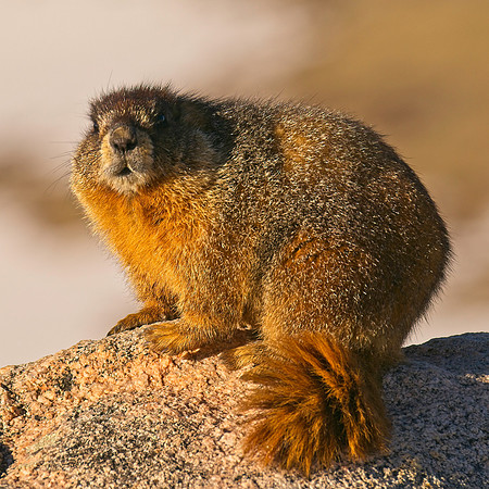 Badger_84
