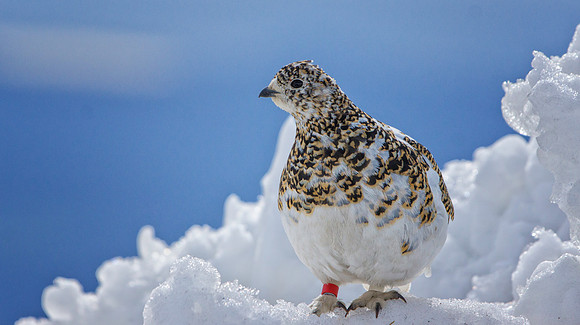 Ptarmigan-4074-1
