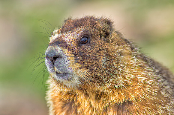 Marmot Portrait-0139-1