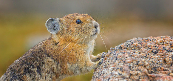 Pika Resting on a Rock-5525-1