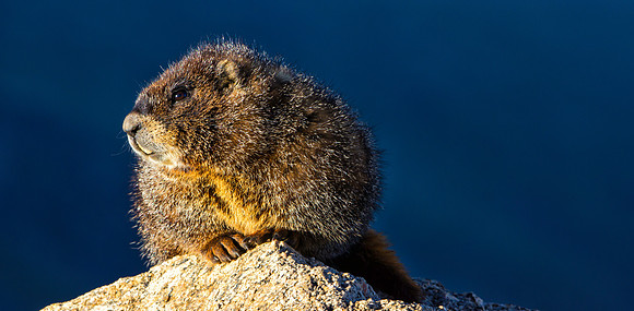 Marmot-6015-1