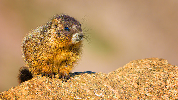 Marmot Baby-4120-1