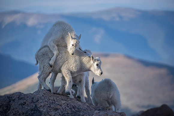 Mountain Goat Kids-3423-2
