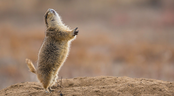 Prairie Dog Dancing-0905